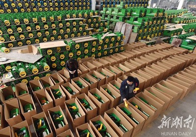 備戰雙十一，薯類產品銷售攻略