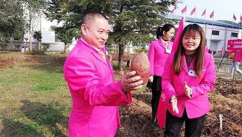 后疫情時代，薯類食品如何成為健康餐桌的“常駐嘉賓”？